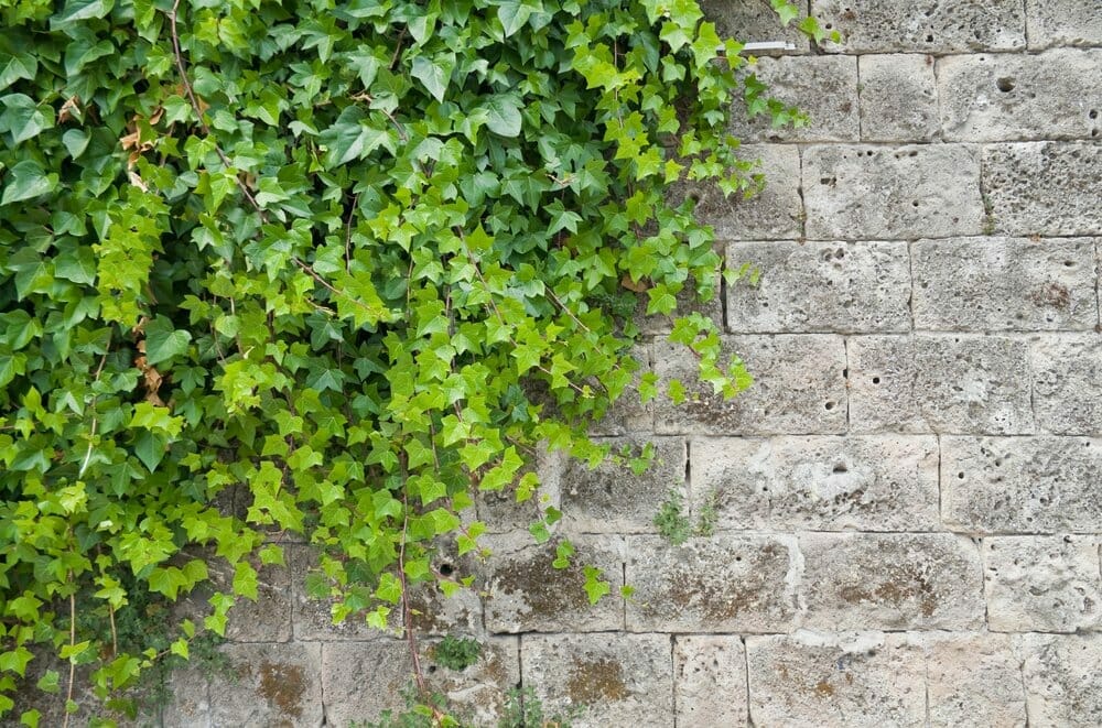 , 6 consejos para decorar tu jard&iacute;n de forma econ&oacute;mica, Grupo Residencial