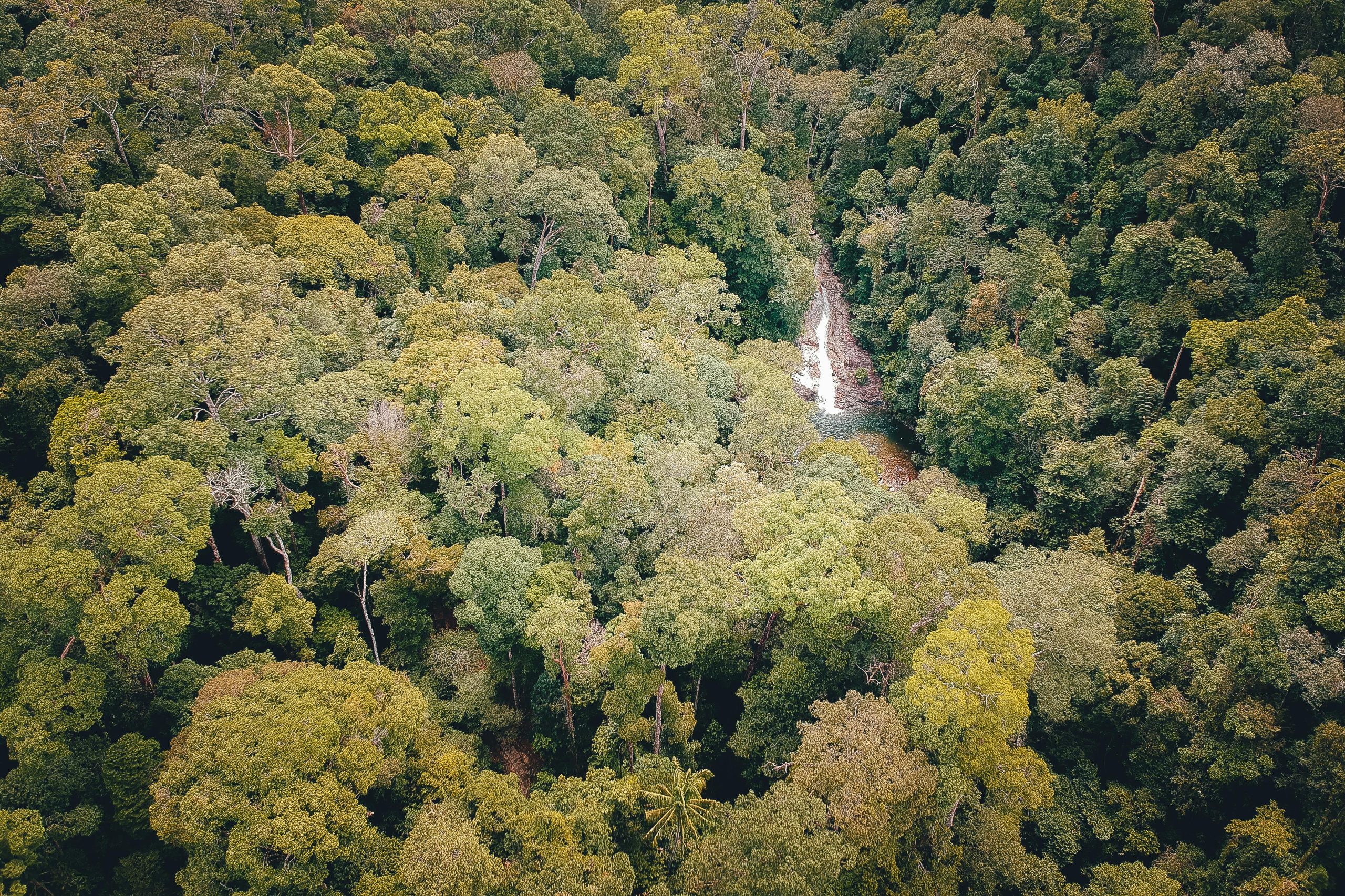 Fotograf&iacute;a a&eacute;rea de una cascada dentro de una selva.